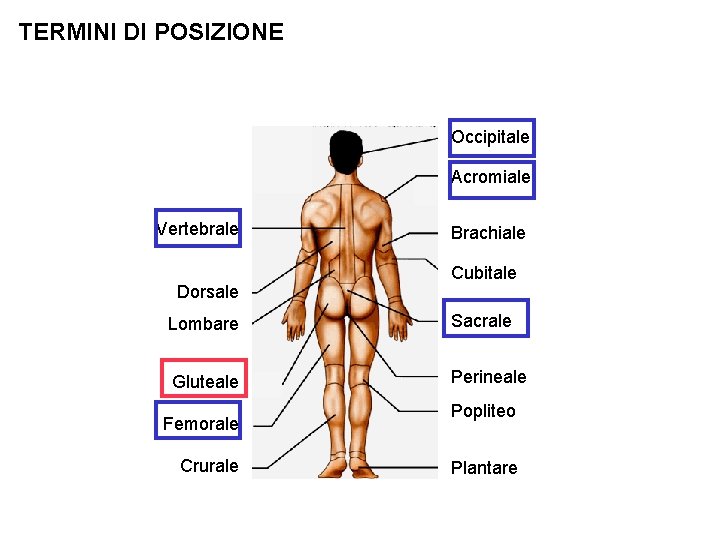 TERMINI DI POSIZIONE Occipitale Acromiale Vertebrale Dorsale Brachiale Cubitale Lombare Sacrale Gluteale Perineale Femorale