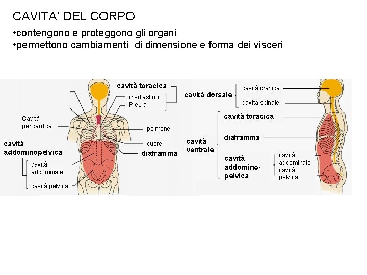 CAVITA’ DEL CORPO • contengono e proteggono gli organi • permettono cambiamenti di dimensione