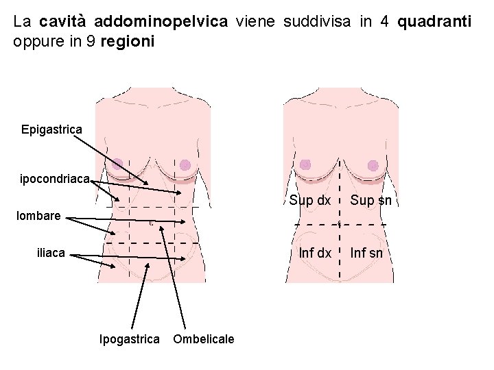 La cavità addominopelvica viene suddivisa in 4 quadranti oppure in 9 regioni Epigastrica ipocondriaca