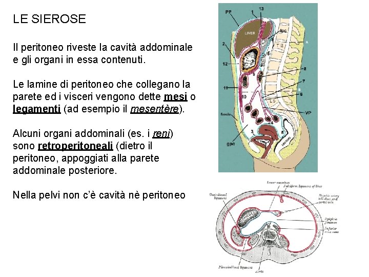 LE SIEROSE Il peritoneo riveste la cavità addominale e gli organi in essa contenuti.