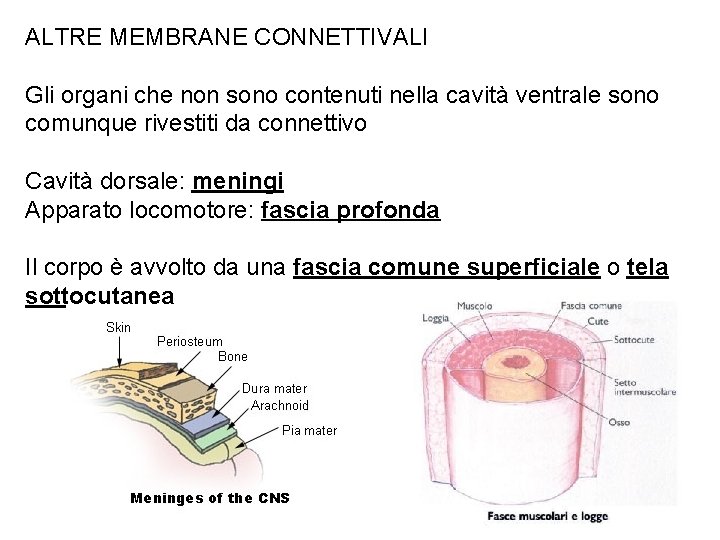 ALTRE MEMBRANE CONNETTIVALI Gli organi che non sono contenuti nella cavità ventrale sono comunque