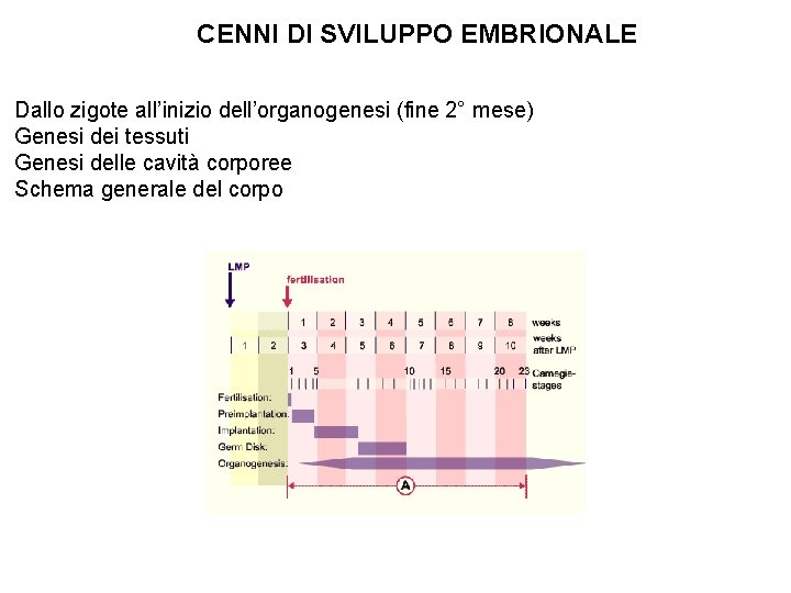 CENNI DI SVILUPPO EMBRIONALE Dallo zigote all’inizio dell’organogenesi (fine 2° mese) Genesi dei tessuti