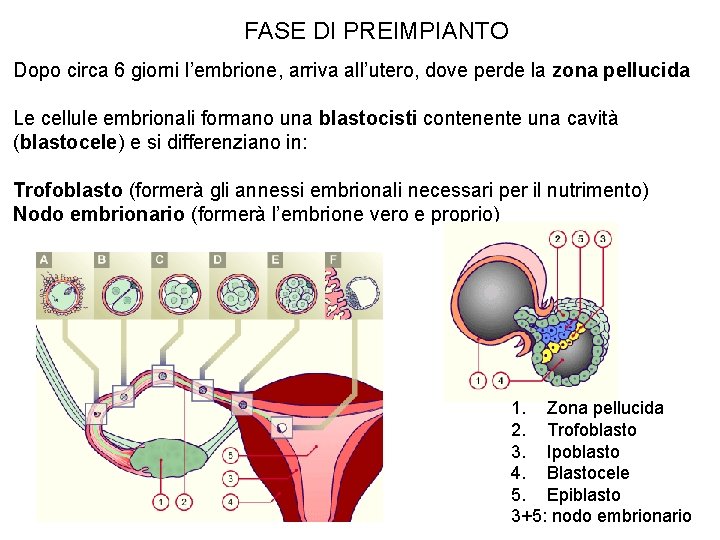 FASE DI PREIMPIANTO Dopo circa 6 giorni l’embrione, arriva all’utero, dove perde la zona