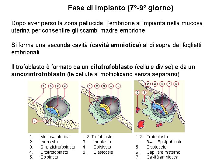 Fase di impianto (7°-9° giorno) Dopo aver perso la zona pellucida, l’embrione si impianta