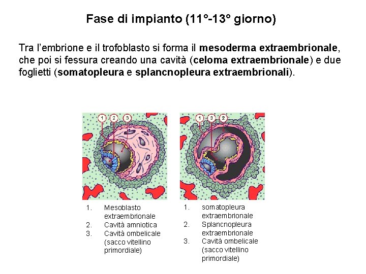 Fase di impianto (11°-13° giorno) Tra l’embrione e il trofoblasto si forma il mesoderma