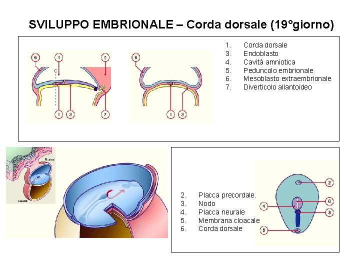 SVILUPPO EMBRIONALE – Corda dorsale (19°giorno) 1. 3. 4. 5. 6. 7. 2. 3.