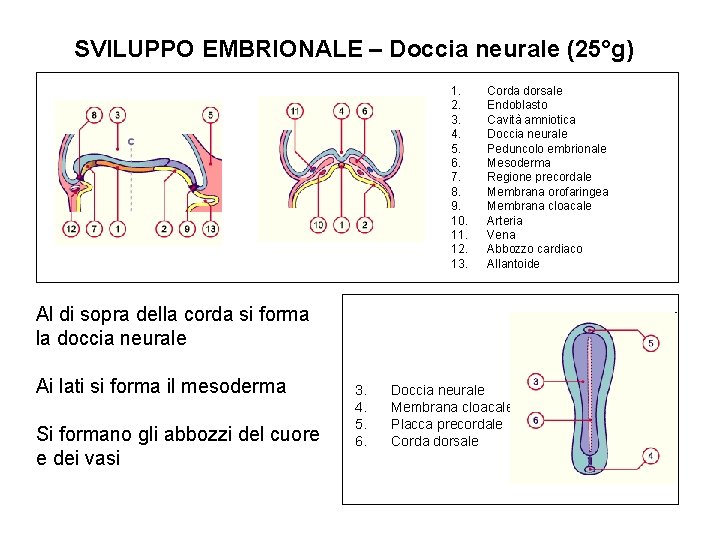 SVILUPPO EMBRIONALE – Doccia neurale (25°g) 1. 2. 3. 4. 5. 6. 7. 8.