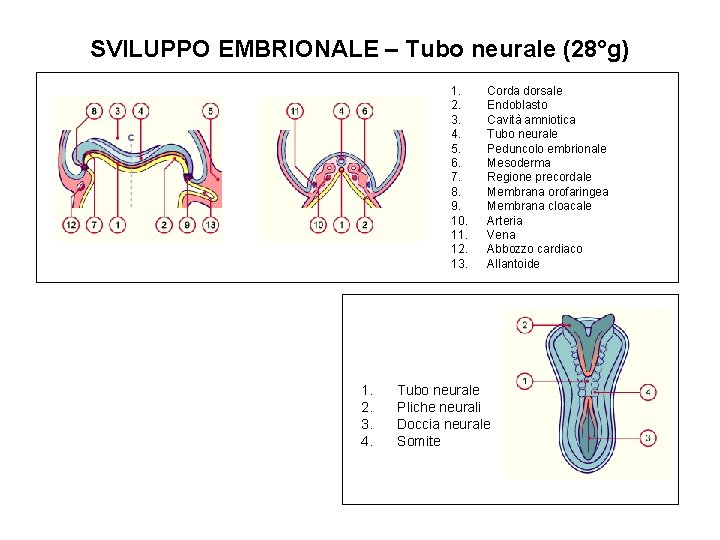 SVILUPPO EMBRIONALE – Tubo neurale (28°g) 1. 2. 3. 4. 5. 6. 7. 8.