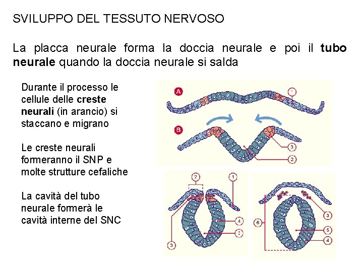 SVILUPPO DEL TESSUTO NERVOSO La placca neurale forma la doccia neurale e poi il