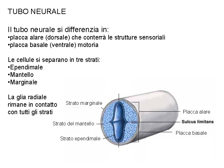 TUBO NEURALE Il tubo neurale si differenzia in: • placca alare (dorsale) che conterrà