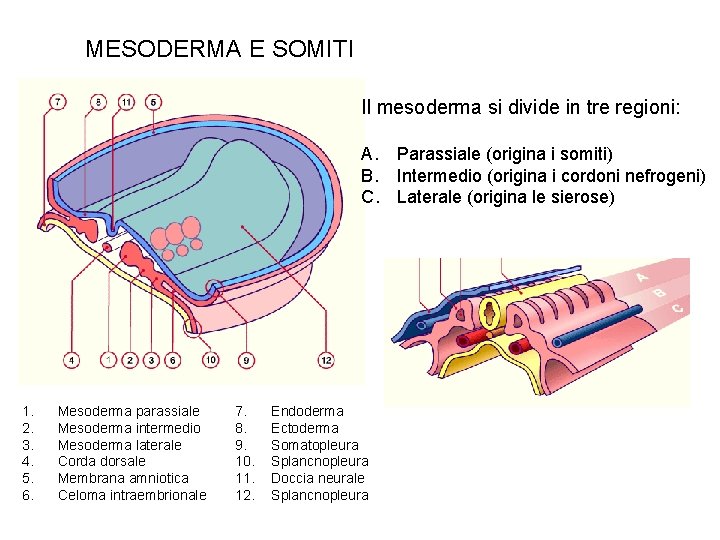 MESODERMA E SOMITI Il mesoderma si divide in tre regioni: A. Parassiale (origina i