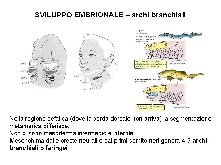 SVILUPPO EMBRIONALE – archi branchiali Nella regione cefalica (dove la corda dorsale non arriva)