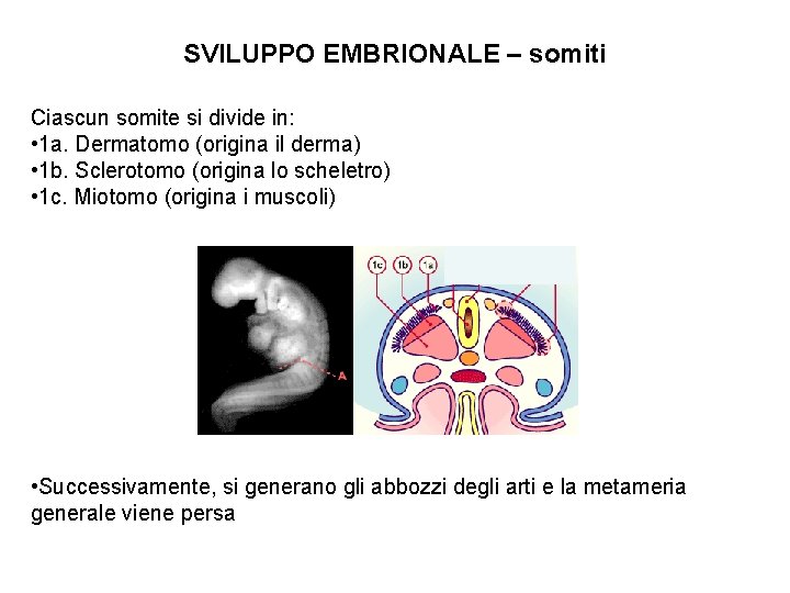 SVILUPPO EMBRIONALE – somiti Ciascun somite si divide in: • 1 a. Dermatomo (origina