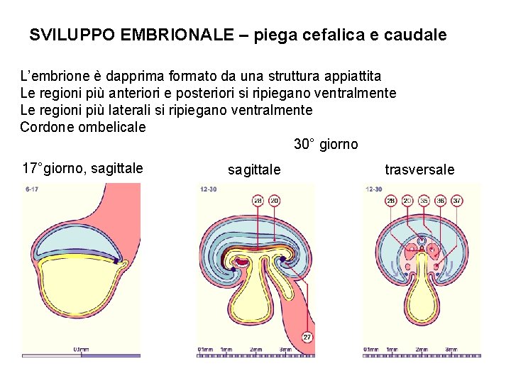 SVILUPPO EMBRIONALE – piega cefalica e caudale L’embrione è dapprima formato da una struttura