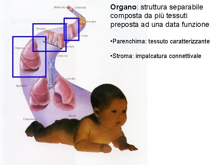 Organo: struttura separabile composta da più tessuti preposta ad una data funzione • Parenchima: