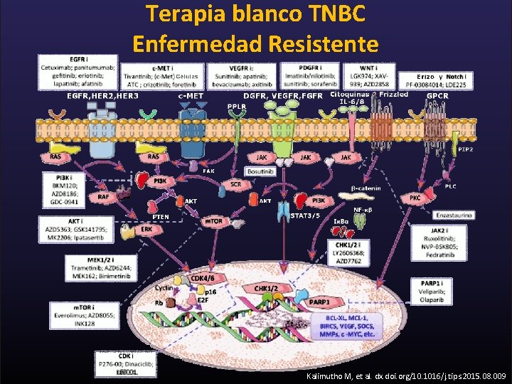 Terapia blanco TNBC Enfermedad Resistente Kalimutho M, et al. dx. doi. org/10. 1016/j. tips.