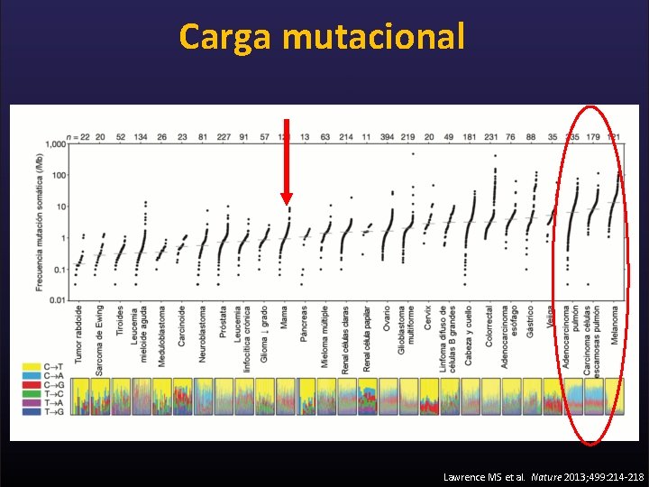 Carga mutacional Lawrence MS et al. Nature 2013; 499: 214 -218 