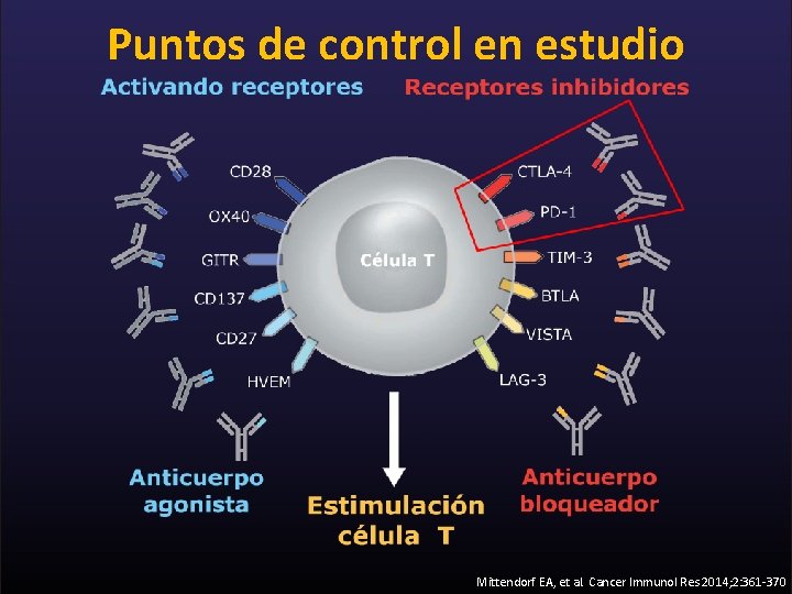 Puntos de control en estudio Mittendorf EA, et al. Cancer Immunol Res 2014; 2: