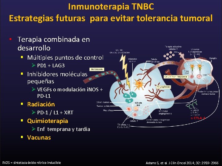 Inmunoterapia TNBC Estrategias futuras para evitar tolerancia tumoral • Terapia combinada en desarrollo §