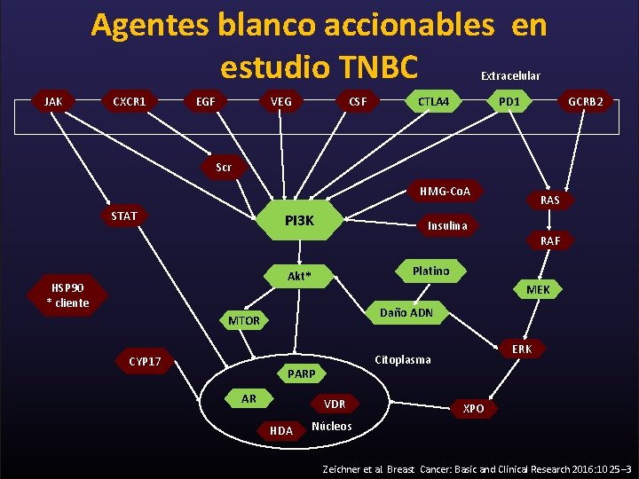 Agentes blanco accionables en estudio TNBC Extracelular JAK CXCR 1 EGF VEG CSF PD