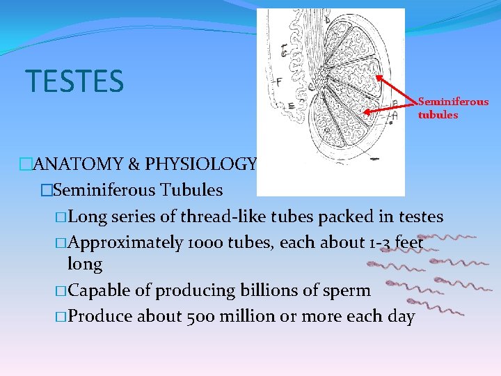 TESTES Seminiferous tubules �ANATOMY & PHYSIOLOGY �Seminiferous Tubules � Long series of thread-like tubes
