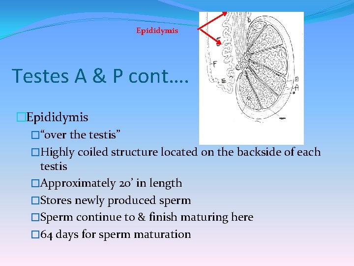 Epididymis Testes A & P cont…. �Epididymis �“over the testis” �Highly coiled structure located