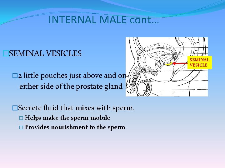 INTERNAL MALE cont… �SEMINAL VESICLES � 2 little pouches just above and on either