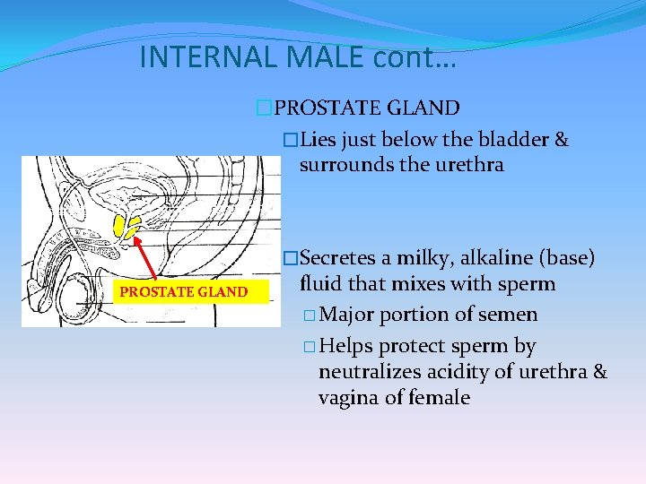 INTERNAL MALE cont… �PROSTATE GLAND �Lies just below the bladder & surrounds the urethra