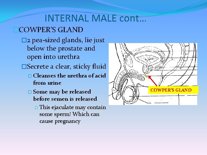 INTERNAL MALE cont… �COWPER’S GLAND � 2 pea-sized glands, lie just below the prostate