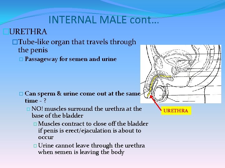 INTERNAL MALE cont… �URETHRA �Tube-like organ that travels through the penis � Passageway for