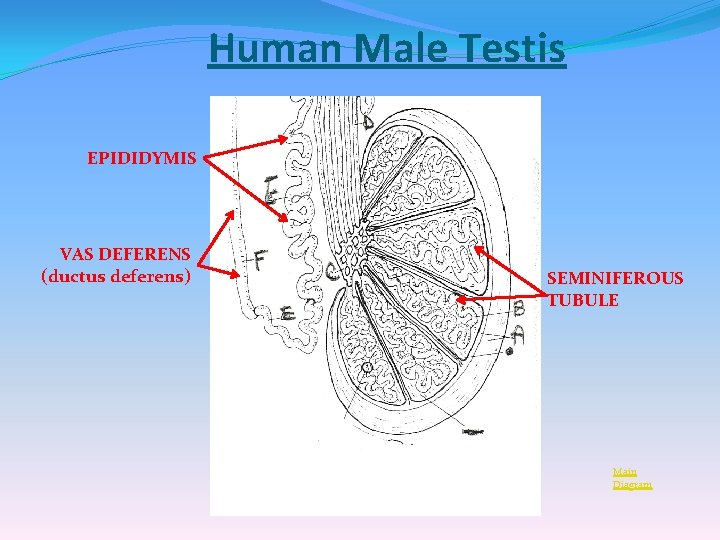 Human Male Testis EPIDIDYMIS VAS DEFERENS (ductus deferens) SEMINIFEROUS TUBULE Main Diagram 