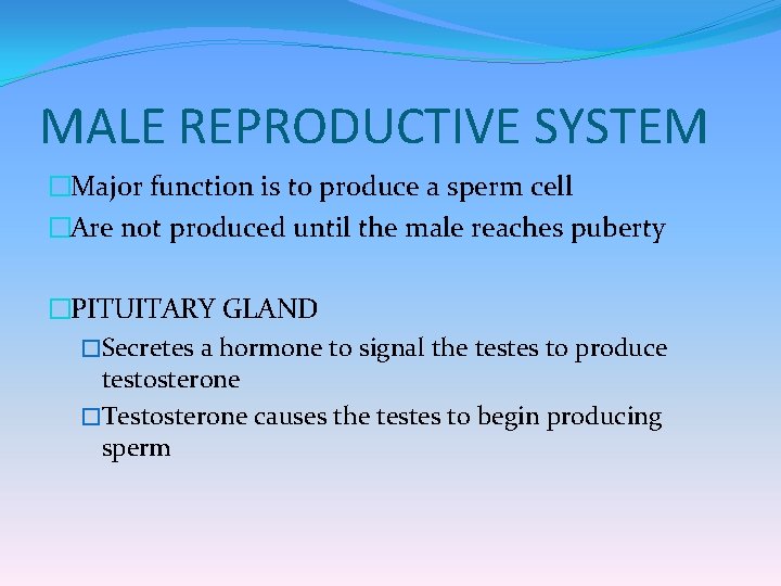 MALE REPRODUCTIVE SYSTEM �Major function is to produce a sperm cell �Are not produced