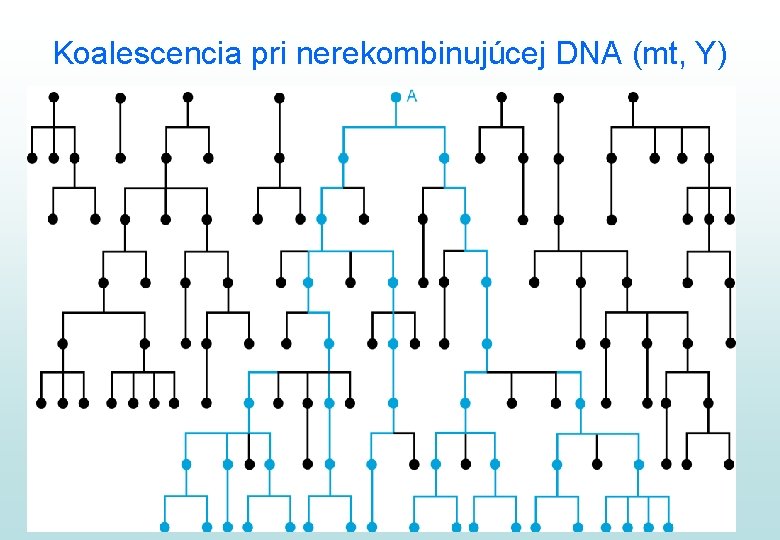 Koalescencia pri nerekombinujúcej DNA (mt, Y) 