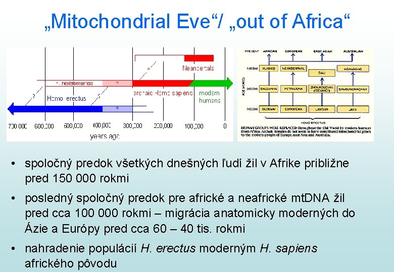 „Mitochondrial Eve“/ „out of Africa“ • spoločný predok všetkých dnešných ľudí žil v Afrike