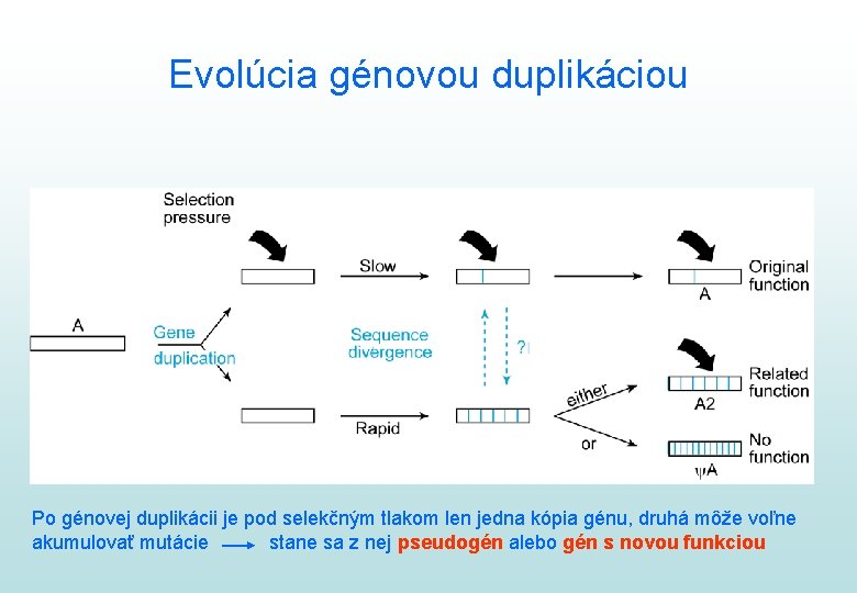 Evolúcia génovou duplikáciou Po génovej duplikácii je pod selekčným tlakom len jedna kópia génu,
