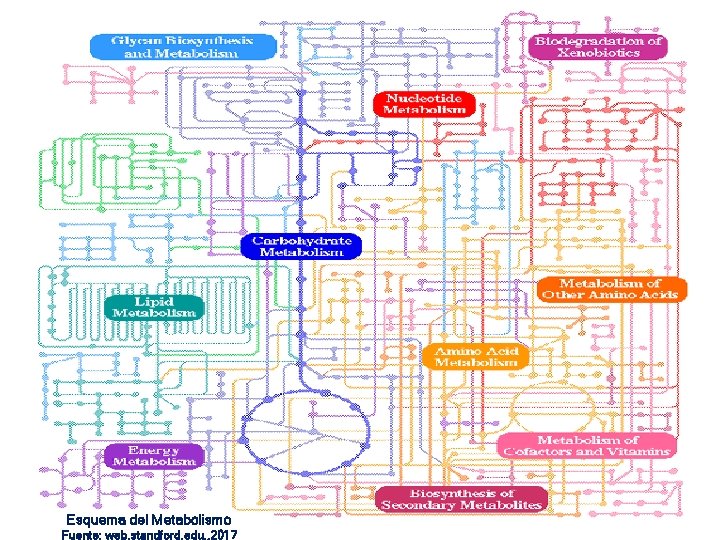 Esquema del Metabolismo Fuente: web. standford. edu. , 2017 11 