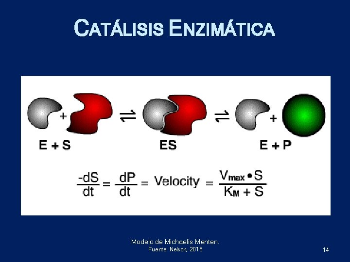 CATÁLISIS ENZIMÁTICA Modelo de Michaelis Menten. Secuencia de una reacción enzimática. Fuente: Nelson, 2015