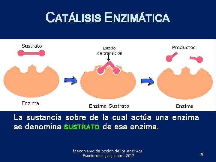 CATÁLISIS ENZIMÁTICA La sustancia sobre de la cual actúa una enzima se denomina SUSTRATO