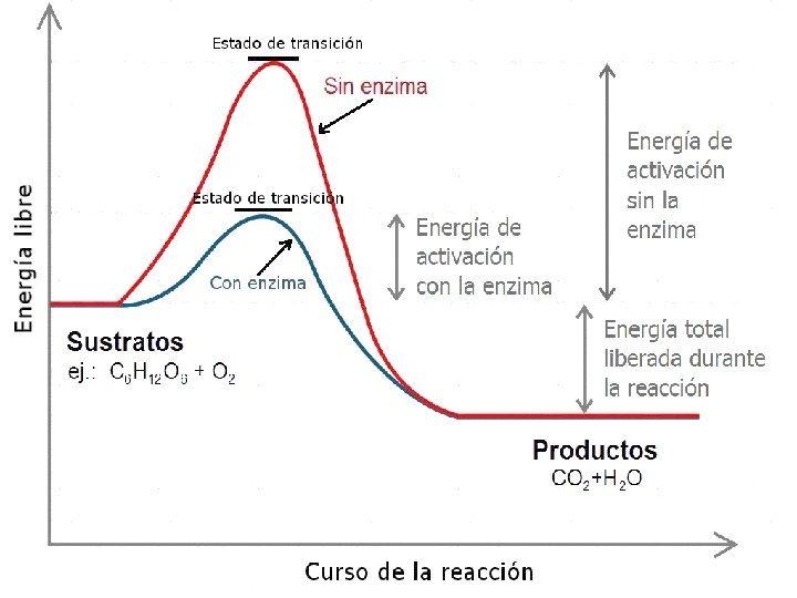 MECANISMO DE ACCIÓN DE LASE NZIMAS Mecanismo de acción de las enzimas 26 