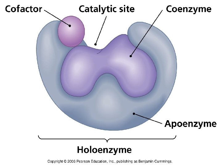 MECANISMO DE ACCIÓN DE LASE NZIMAS Estructura de una enzima. Fuente: Murray, 2013 33