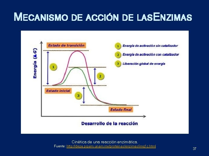 MECANISMO DE ACCIÓN DE LASE NZIMAS Cinética de una reacción enzimática. Fuente: http: //depa.