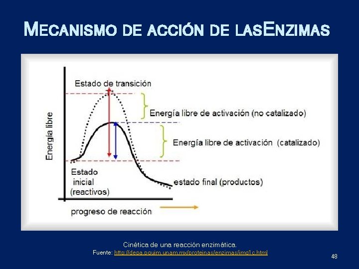 MECANISMO DE ACCIÓN DE LASE NZIMAS Cinética de una reacción enzimática. Fuente: http: //depa.