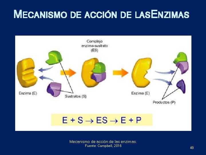 MECANISMO DE ACCIÓN DE LASE NZIMAS Mecanismo de acción de las enzimas. Fuente: Campbell,