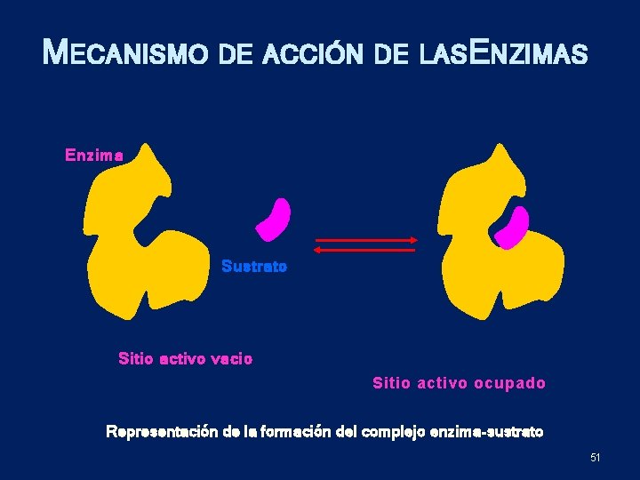 MECANISMO DE ACCIÓN DE LASE NZIMAS Enzima Sustrato Sitio activo vacio Sitio activo ocupado