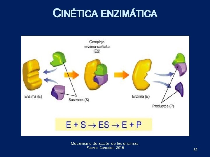 CINÉTICA ENZIMÁTICA Mecanismo de acción de las enzimas. Fuente: Campbell, 2016 82 