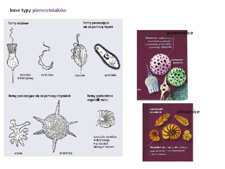 Inne typy pierwotniaków promienice otwornice 