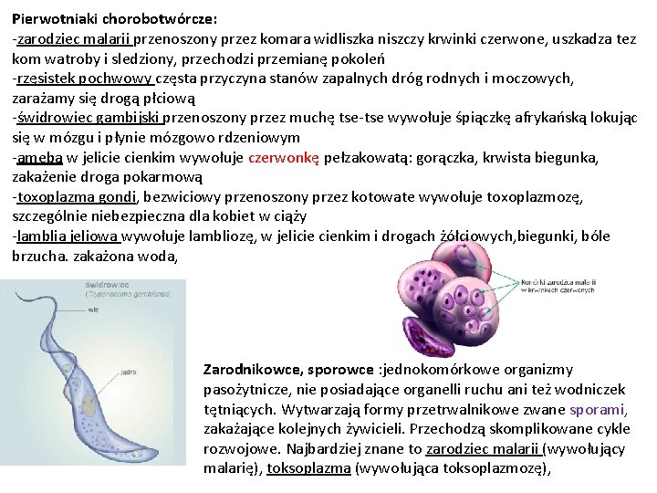 Pierwotniaki chorobotwórcze: -zarodziec malarii przenoszony przez komara widliszka niszczy krwinki czerwone, uszkadza tez kom