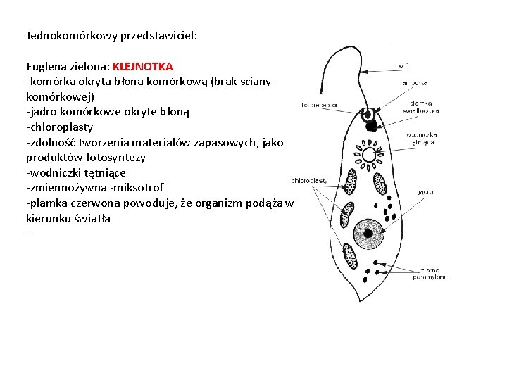 Jednokomórkowy przedstawiciel: Euglena zielona: KLEJNOTKA -komórka okryta błona komórkową (brak sciany komórkowej) -jadro komórkowe