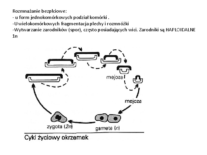 Rozmnażanie bezpłciowe: - u form jednokomórkowych podział komórki. -U wielokomórkowych fragmentacja plechy i rozmnóżki