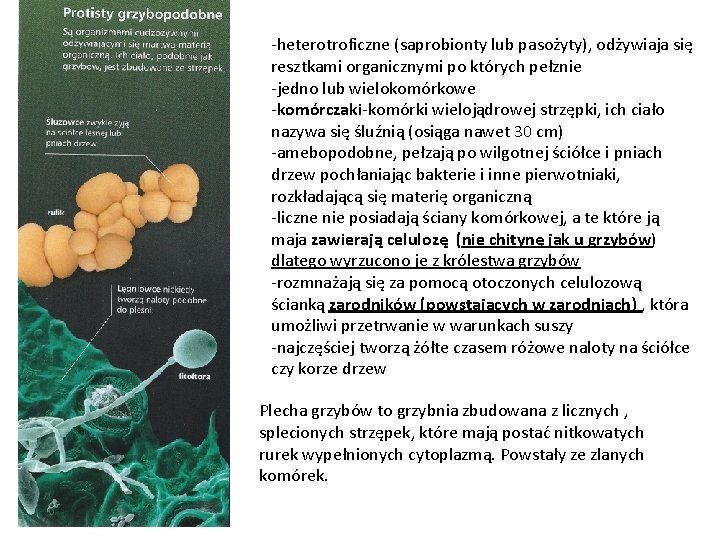 -heterotroficzne (saprobionty lub pasożyty), odżywiaja się resztkami organicznymi po których pełznie -jedno lub wielokomórkowe